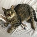FrugalCat