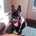 sexyLAMBCHOPx
